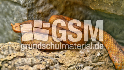 Europäische Hornotter_1.jpg